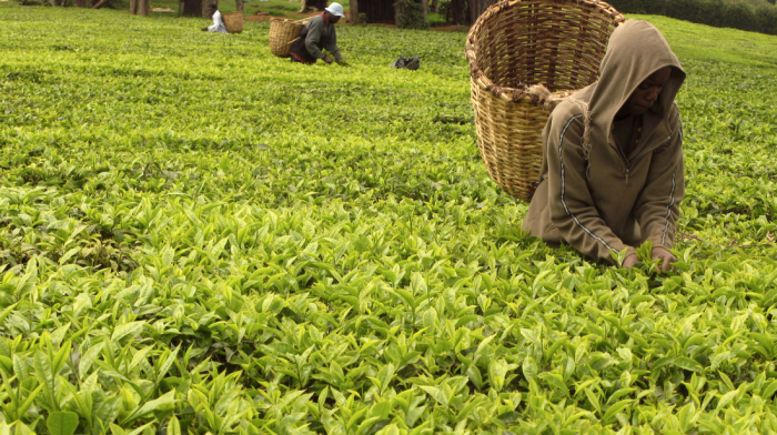 Kenya orders tea factories to drop Rainforest Alliance label