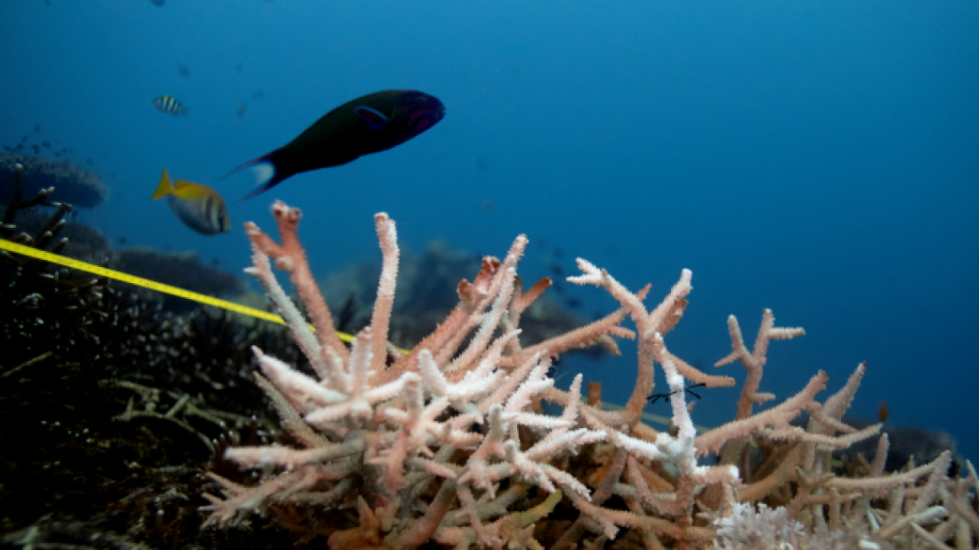 World Oceans Day 2025 calls for global action to restore ocean health