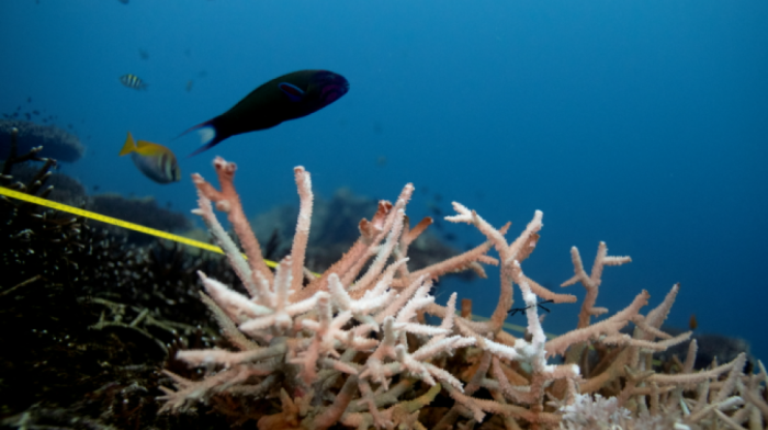 World Oceans Day 2025 calls for global action to restore ocean health