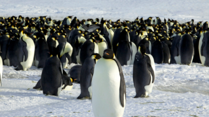 Emperor penguin population in Antarctica declines faster than worst-case projections