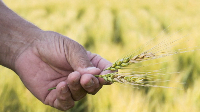Russia to remain world's top wheat exporter