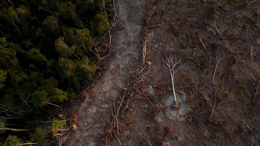 Neglected secondary forests offer untapped carbon removal boost