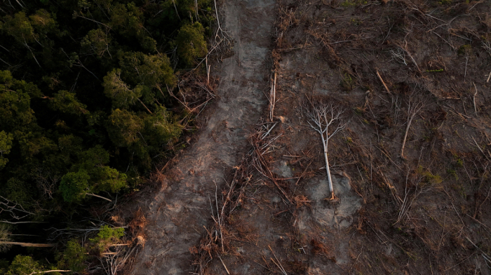 Neglected secondary forests offer untapped carbon removal boost
