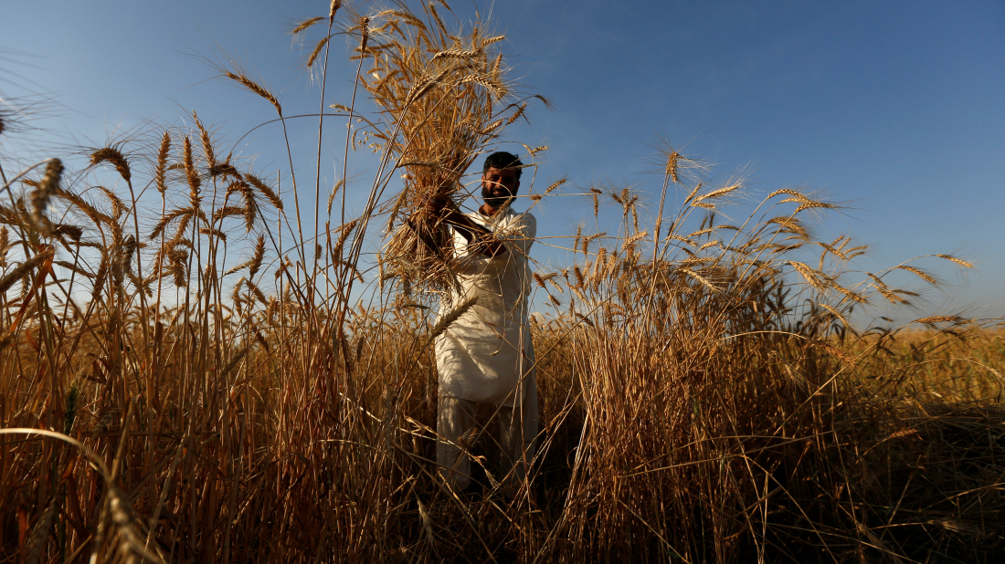 Afghan farmers turn to fruit and grain as anti-drug drive takes root