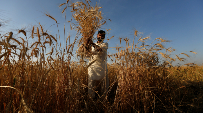 Afghan farmers turn to fruit and grain as anti-drug drive takes root