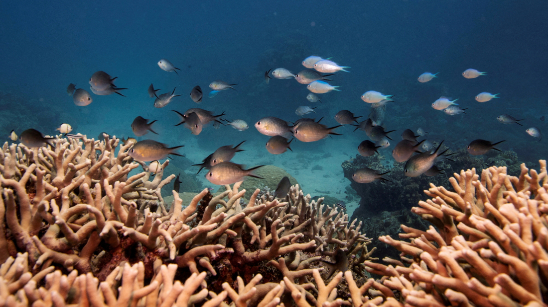 Synthetic starfish pheromones offer hope for Great Barrier Reef protection