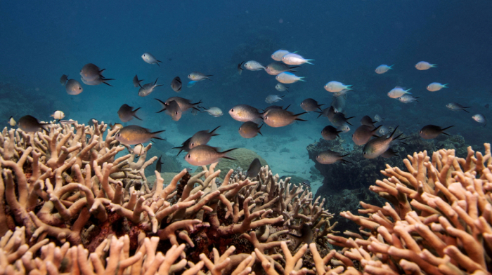 Synthetic starfish pheromones offer hope for Great Barrier Reef protection