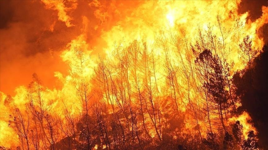 Multiple forest fires rage across Eastern Germany