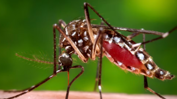 Malaria breakthrough: Bed nets may soon cure infected mosquitoes
