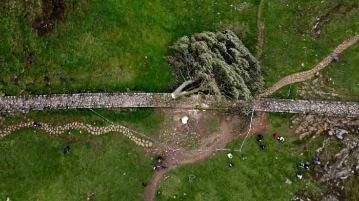 Sentence of four years for men who cut down iconic 'Sycamore Gap' tree in drunken bravado