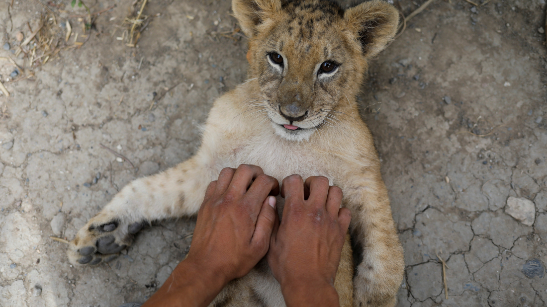 Chinese restaurant offering lion cub hugs receives widespread backlash