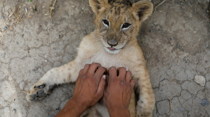 Chinese restaurant offering lion cub hugs receives widespread backlash