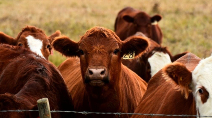 Slovakia imposes quarantine after foot-and-mouth disease outbreak