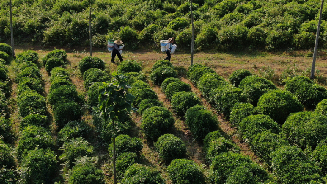 Georgia seeks to reinvent tea industry once famed across the Soviet Union