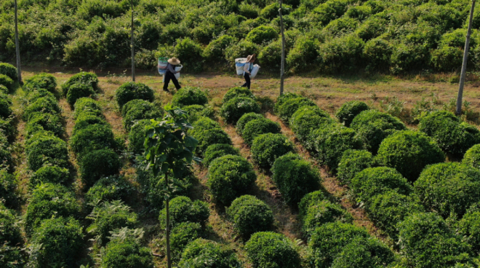 Georgia seeks to reinvent tea industry once famed across the Soviet Union