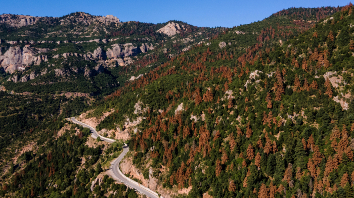 Greek fir forests dying as heat, drought, and pests spread
