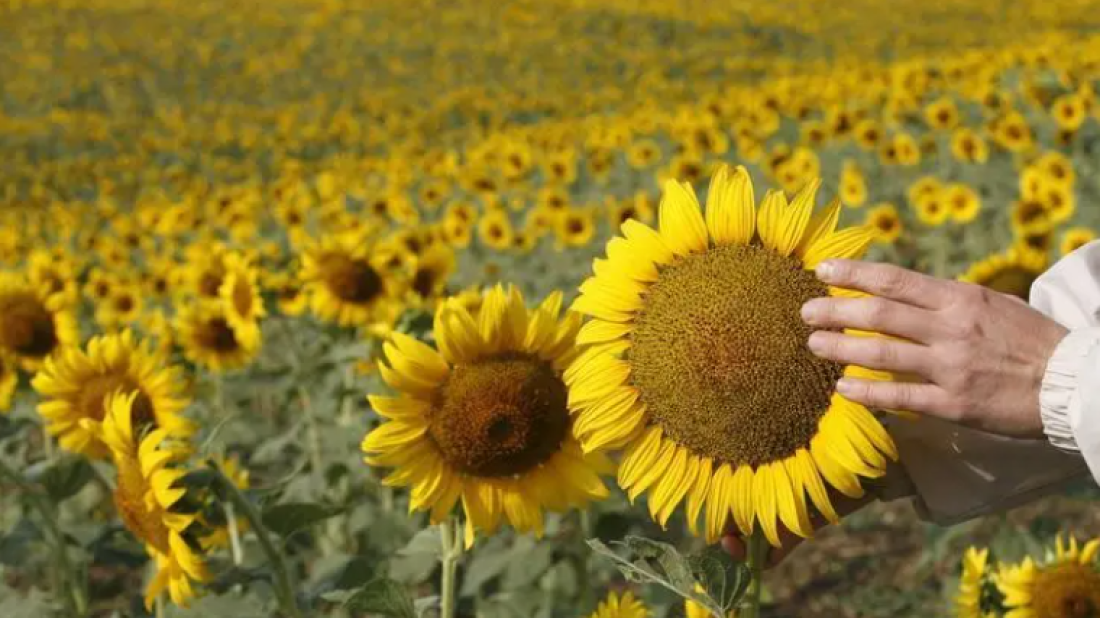 Russia suspends sunflower oil export duty to boost global sales