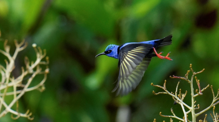 Lab-raised mosquitoes dropped by drones to protect Hawaii’s native bird species