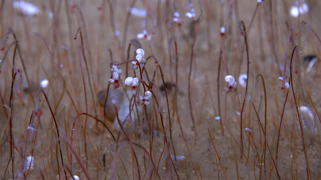 ‘Vibrant oasis’ of chemical-eating creatures found in Pacific depths