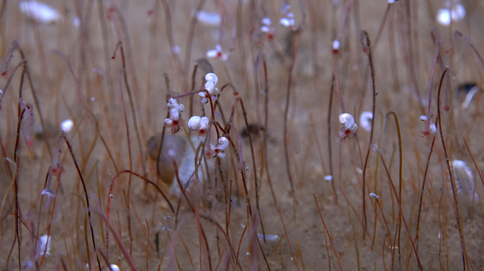 ‘Vibrant oasis’ of chemical-eating creatures found in Pacific depths