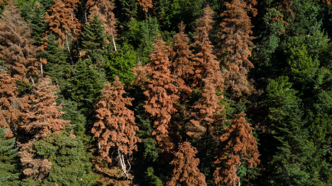 EU warned climate targets at risk as forests lose carbon absorbing power