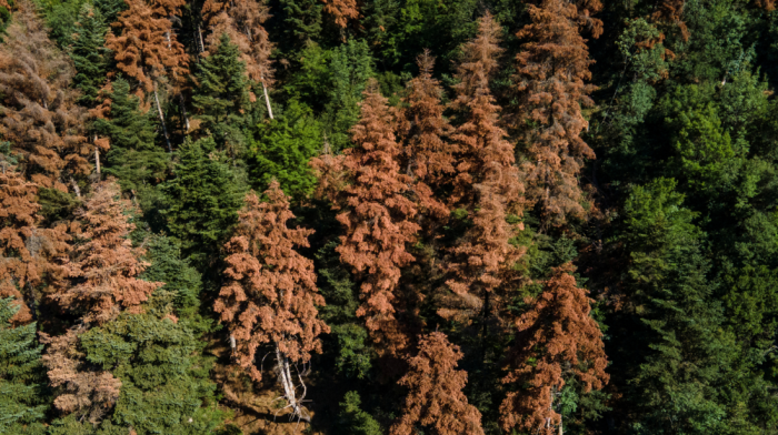 EU warned climate targets at risk as forests lose carbon absorbing power