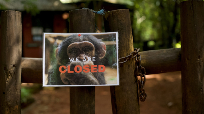 Sierra Leone chimp refuge shuts doors in protest of rampant deforestation