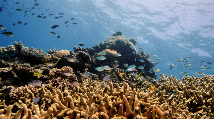 Coral cover plunges across Great Barrier Reef after worst bleaching on record