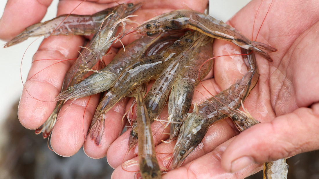 Indonesia turns shrimp exports to China after U.S. tariffs hit
