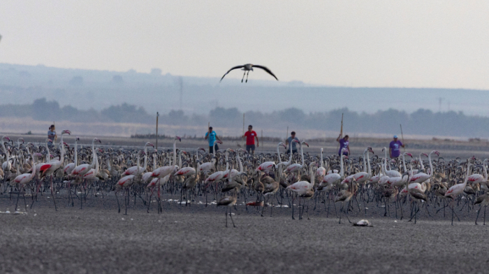 Spanish lagoon recovers flamingo breeding after severe drought