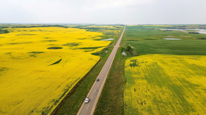 China imposes 75.8% provisional tariff on Canadian canola in trade dispute
