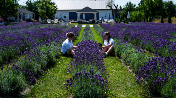 Poland’s meadows turn purple as warm weather boosts lavender growth
