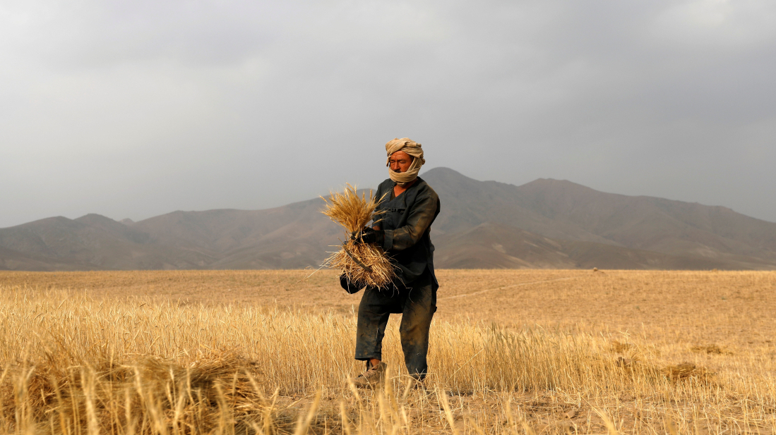 Afghanistan now produces nearly 60% of its flour needs