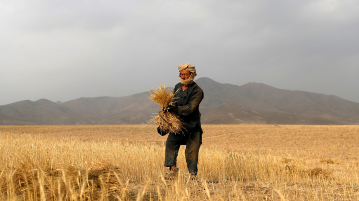 Afghanistan now produces nearly 60% of its flour needs