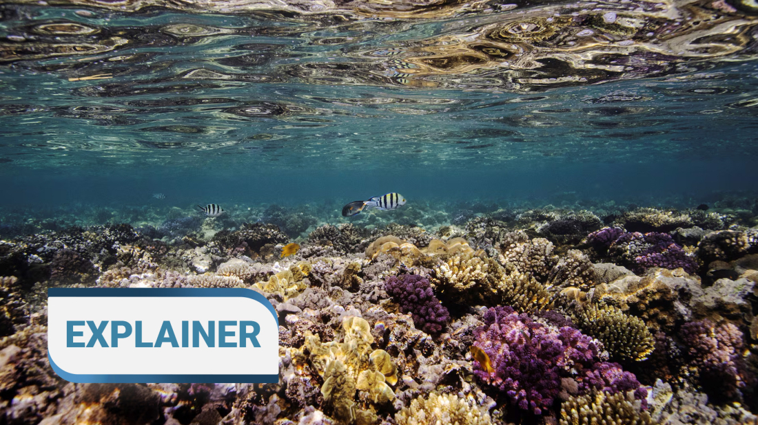 EXPLAINER - What is ocean acidification and why does it matter?