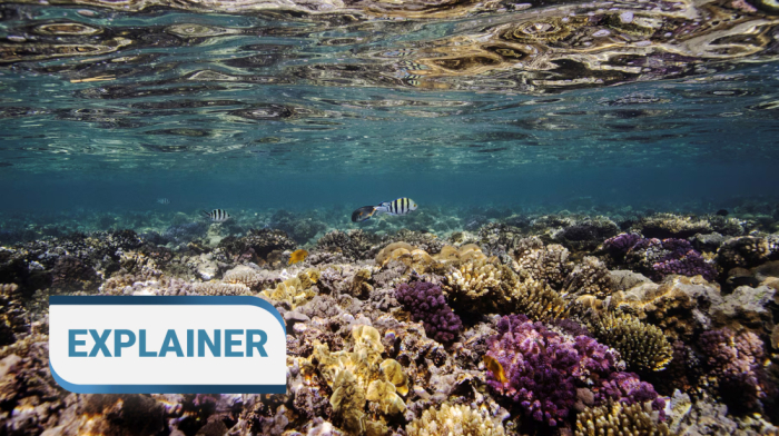 EXPLAINER - What is ocean acidification and why does it matter?
