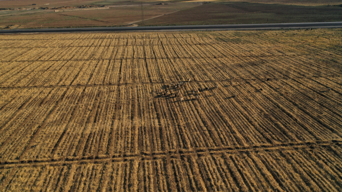 Historic drought, wheat shortage to test Syria's new leadership