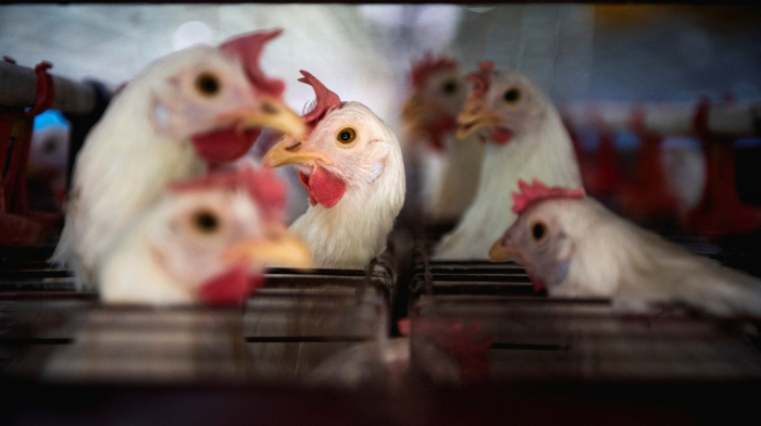 Bulgaria reports bird flu outbreak on three farms