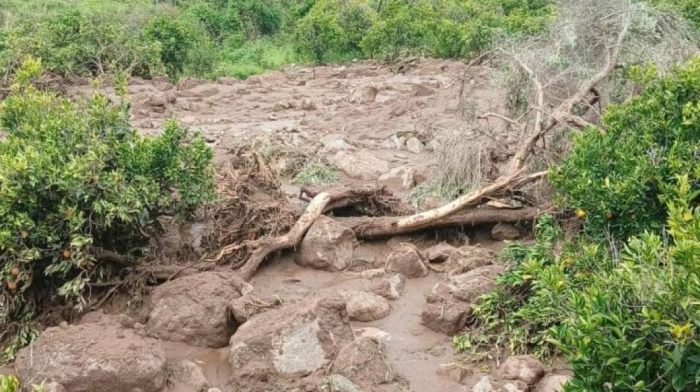 Entire village of Tarsin wiped out, only one survivor
