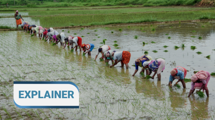EXPLAINER - How monsoon rains shape India’s economy and agriculture