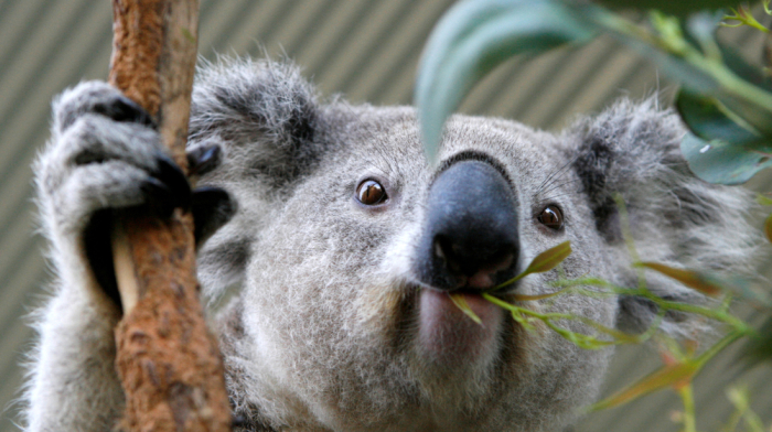 Australia approves first vaccine to save koalas from chlamydia