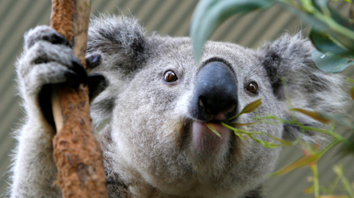 World-first vaccine to protect koalas from chlamydia approved in Australia