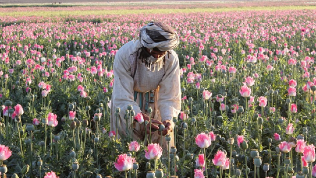 Afghanistan silent after Trump names it among ‘failed’ drug control states