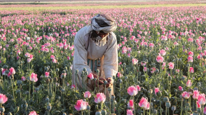 Afghanistan silent after Trump names it among ‘failed’ drug control states