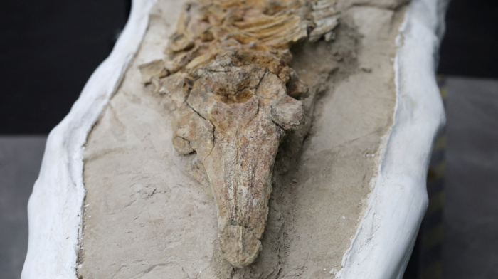 Peru researchers unveil 10-million-year-old dolphin-like fossil found in desert