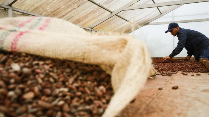 Cocoa prices drop more than 40% amid concerns of drought