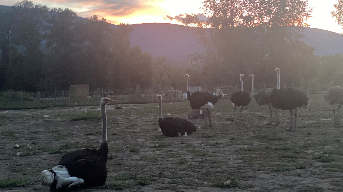 Canada pauses cull of ostrich flock that had cases of avian flu amid U.S. push to save them
