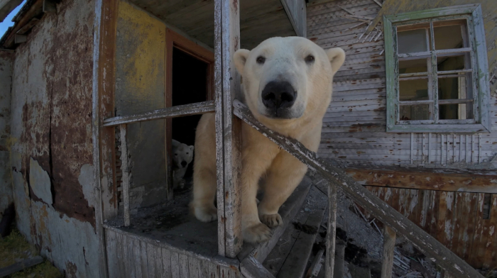 Polar bears take over abandoned Soviet-era research station in Russian Arctic