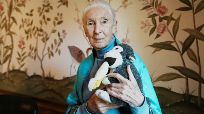Wildlife advocate and primate expert Jane Goodall dies at 91