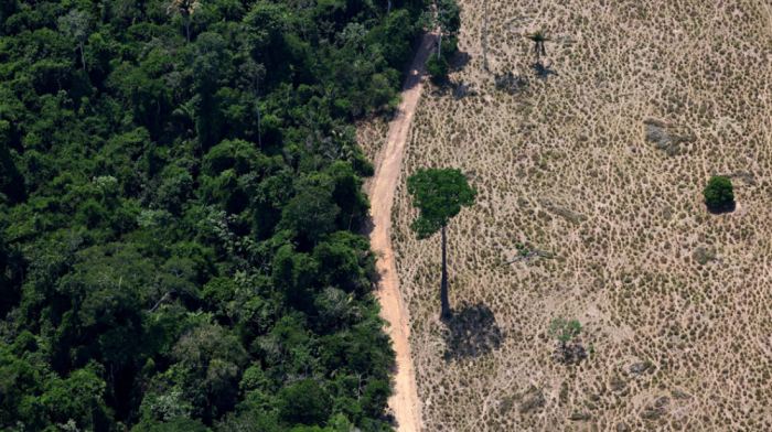 World falling far behind deforestation goals with farms and fires driving loss, report says